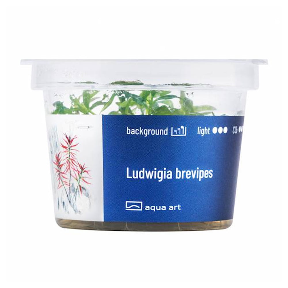 Ludwigia Brevipes In Vitro Kubek.jpg